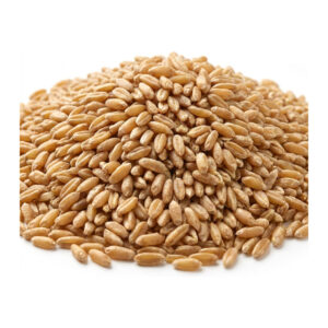 Kamut Organic 1 lb