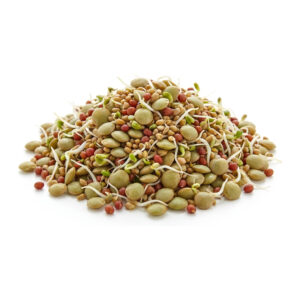 Sandwich Mix Sprouting Seeds 1 lb